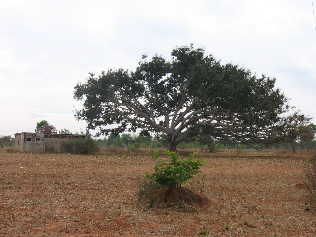 there is a tree in a field by the building