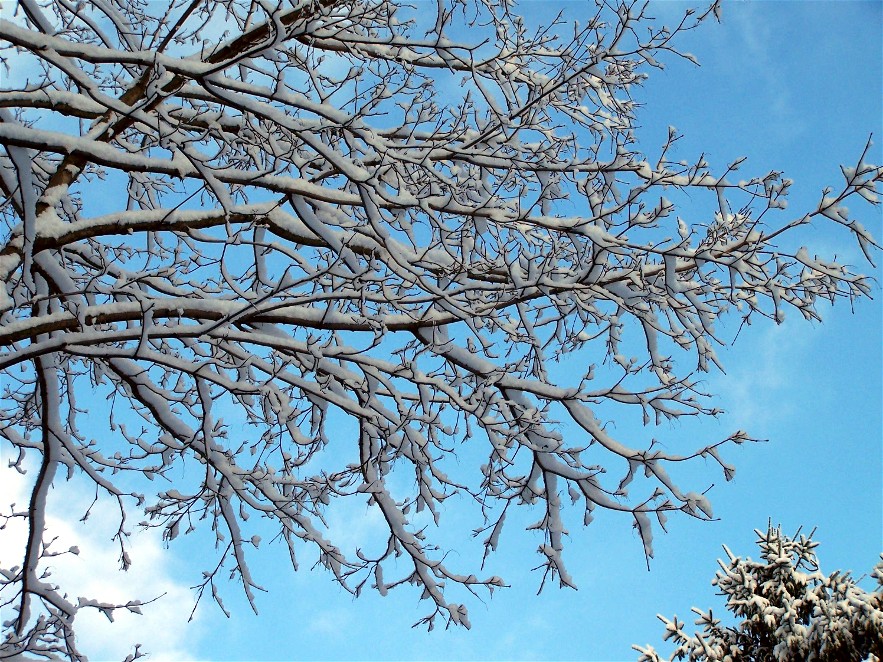 a snow covered tree nches against a blue sky