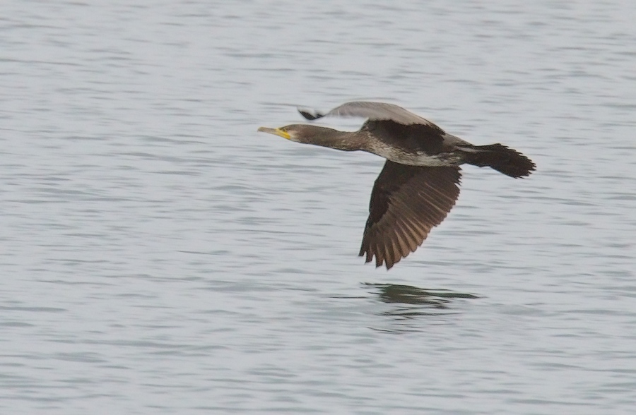 a bird flying over water near the shore