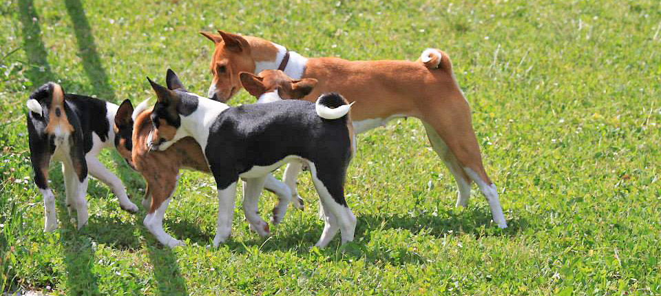 a group of dogs that are walking in the grass