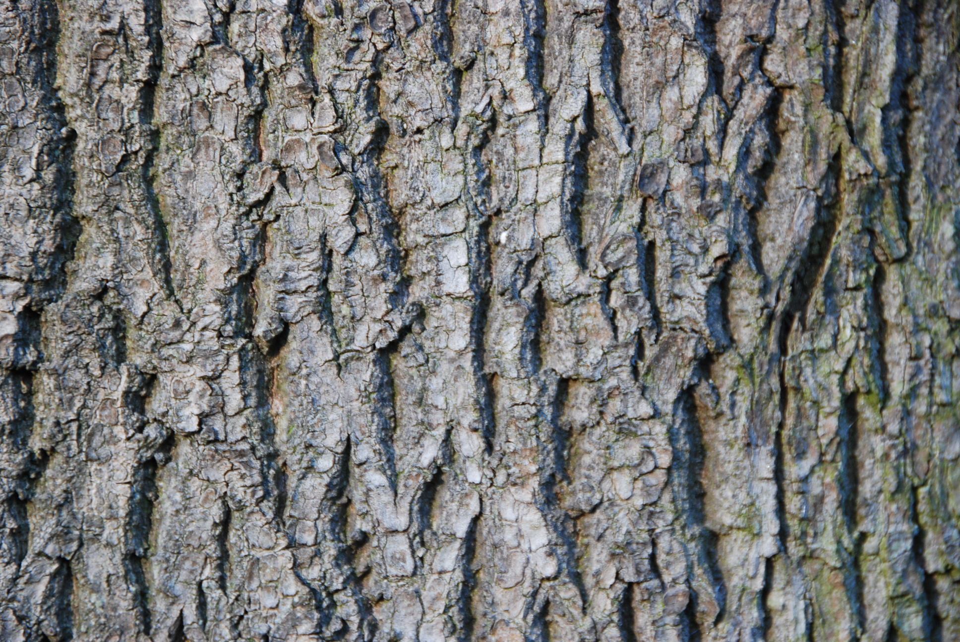 closeup of a tree trunk with old gray bark