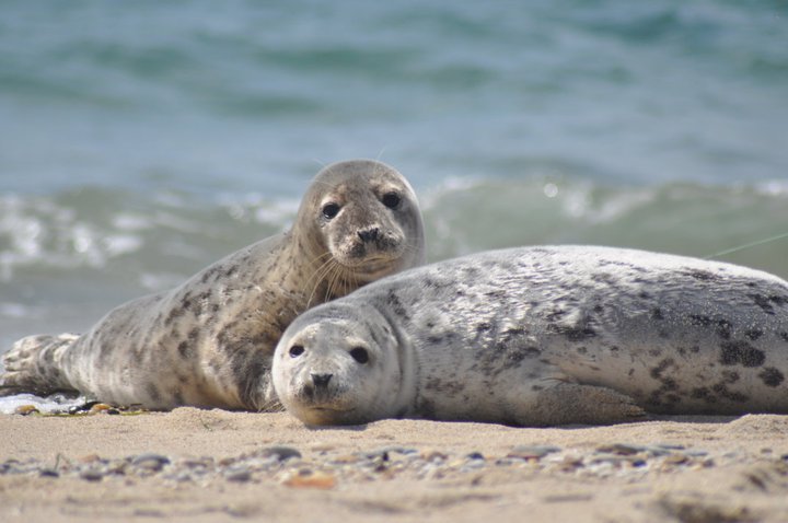 two sea lions laying in the sand near the ocean