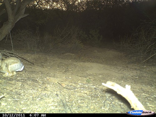a camera captures the night scene as a rabbit hops across a path