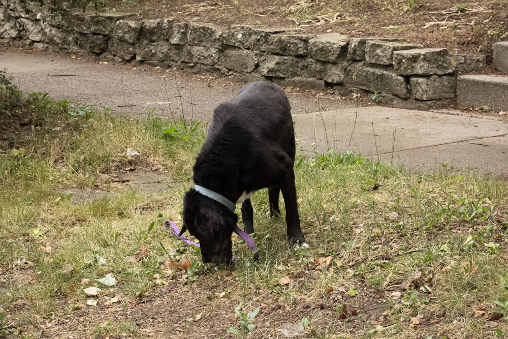 black dog standing next to some dirt and grass