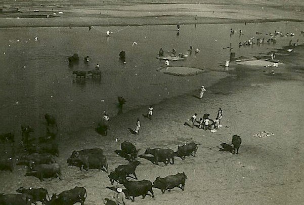people walking around cows and horses on a beach