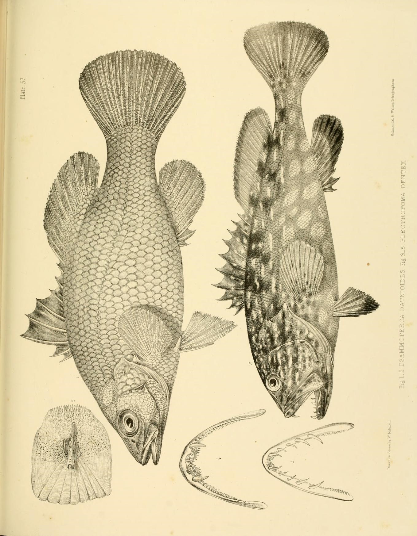 a drawing of two fish next to each other