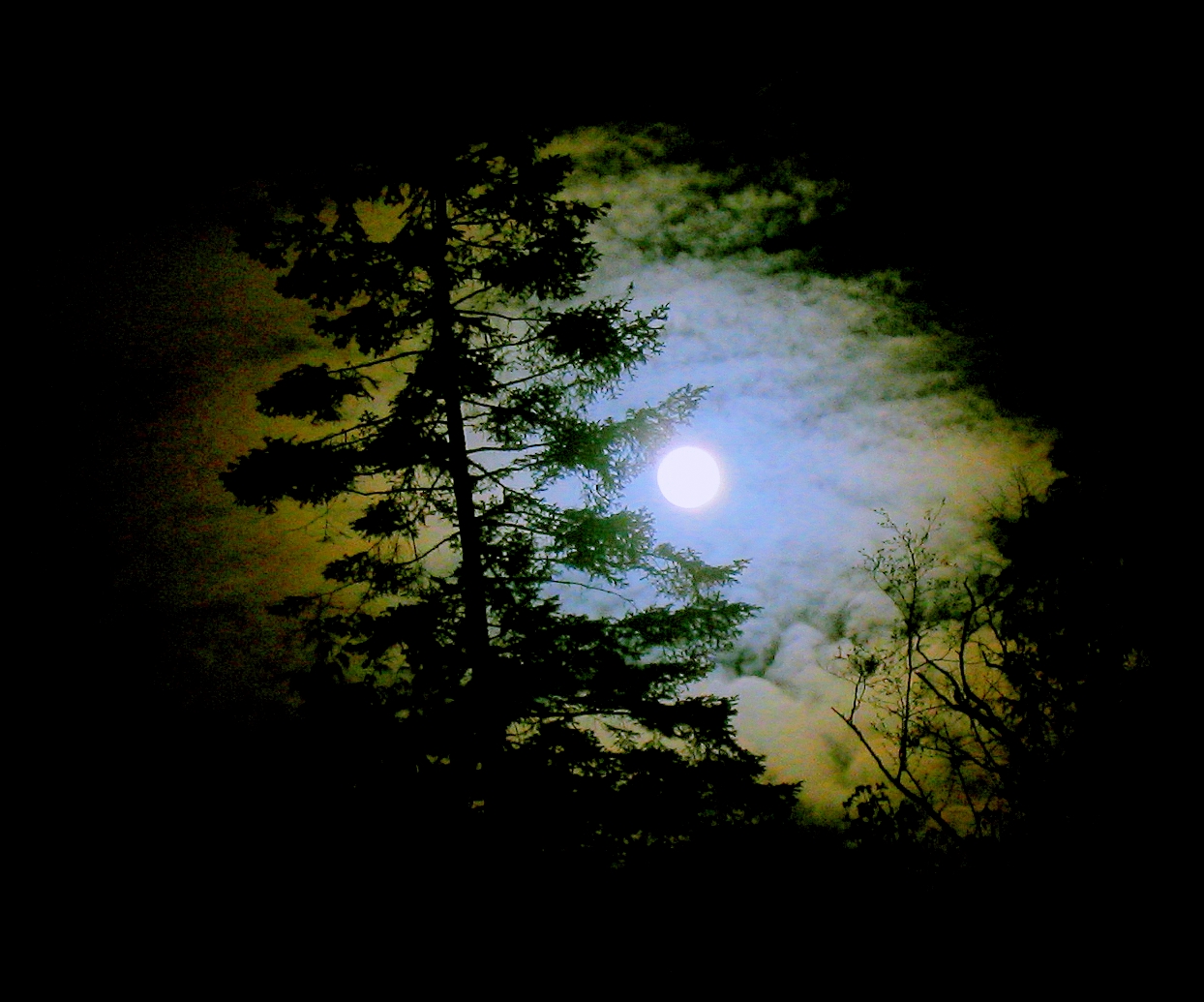 the moon rises above some tree tops and clouds