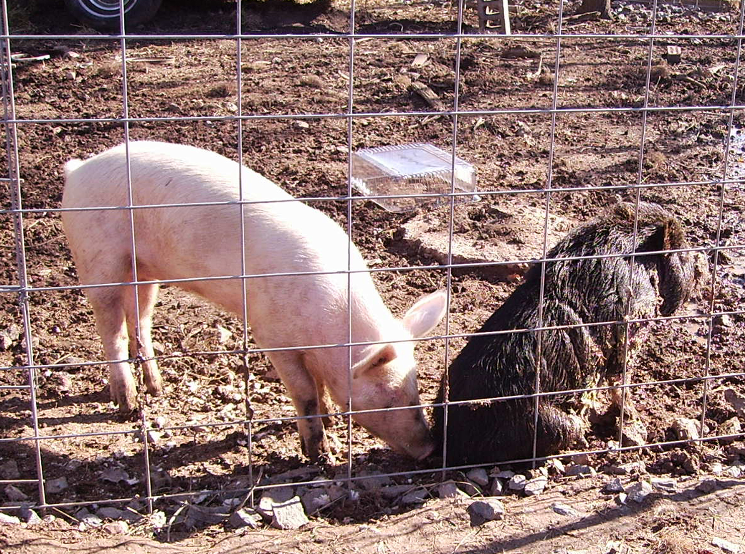 a white pig and a black pig eating on some dirt