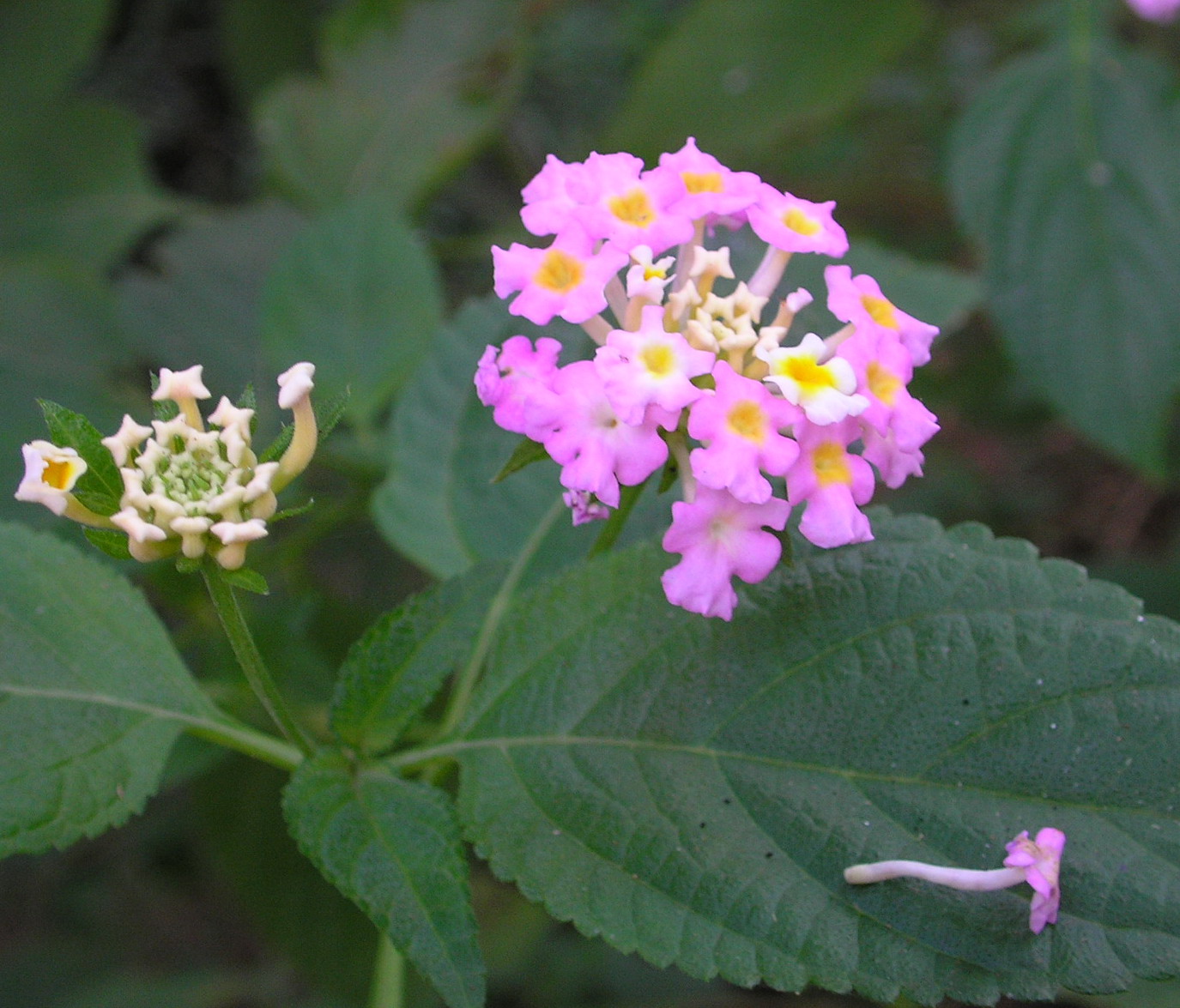 several small flowers blooming next to leaves