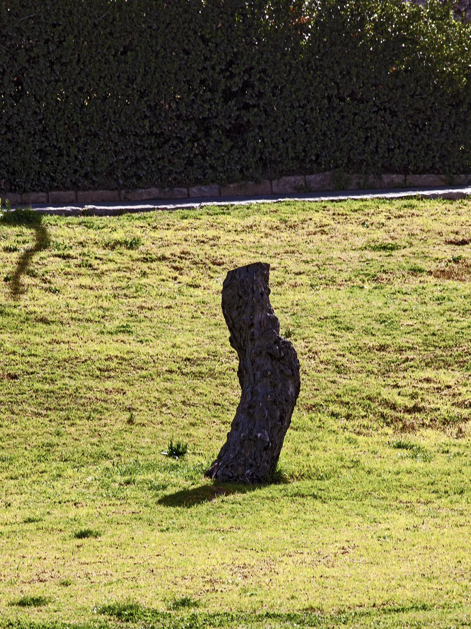 a lone bird is sitting in a grassy field