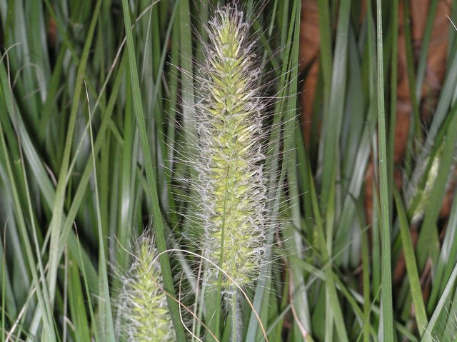 a tall weed of some sort is standing in a field