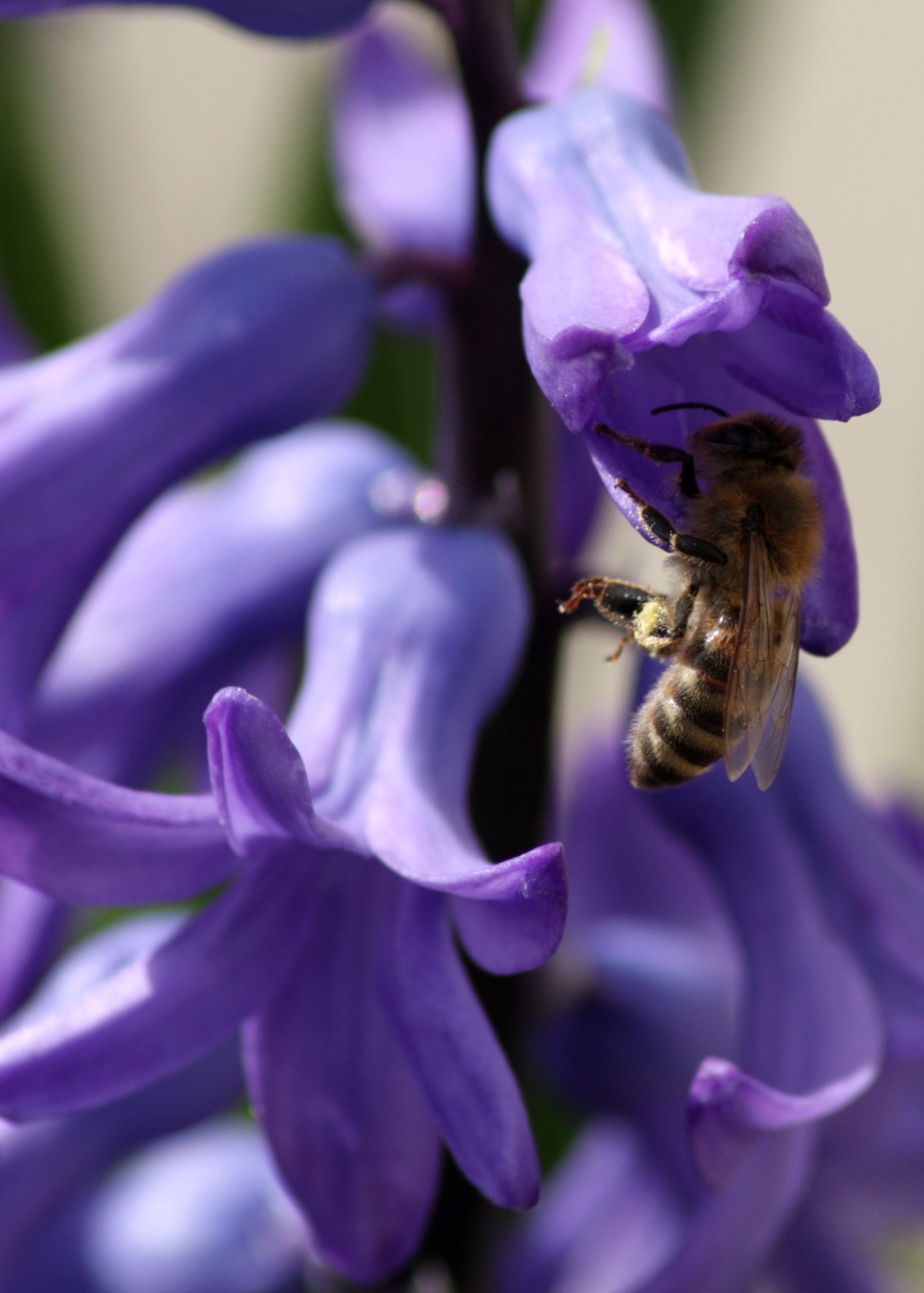 a bee with it's pollen on some purple flowers