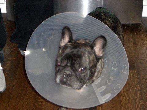 a black and gray dog wearing a cone on it's head