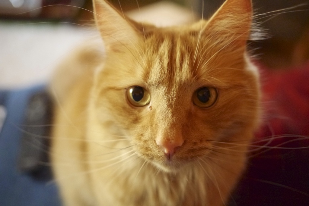 an orange cat looks into the camera while on a bed