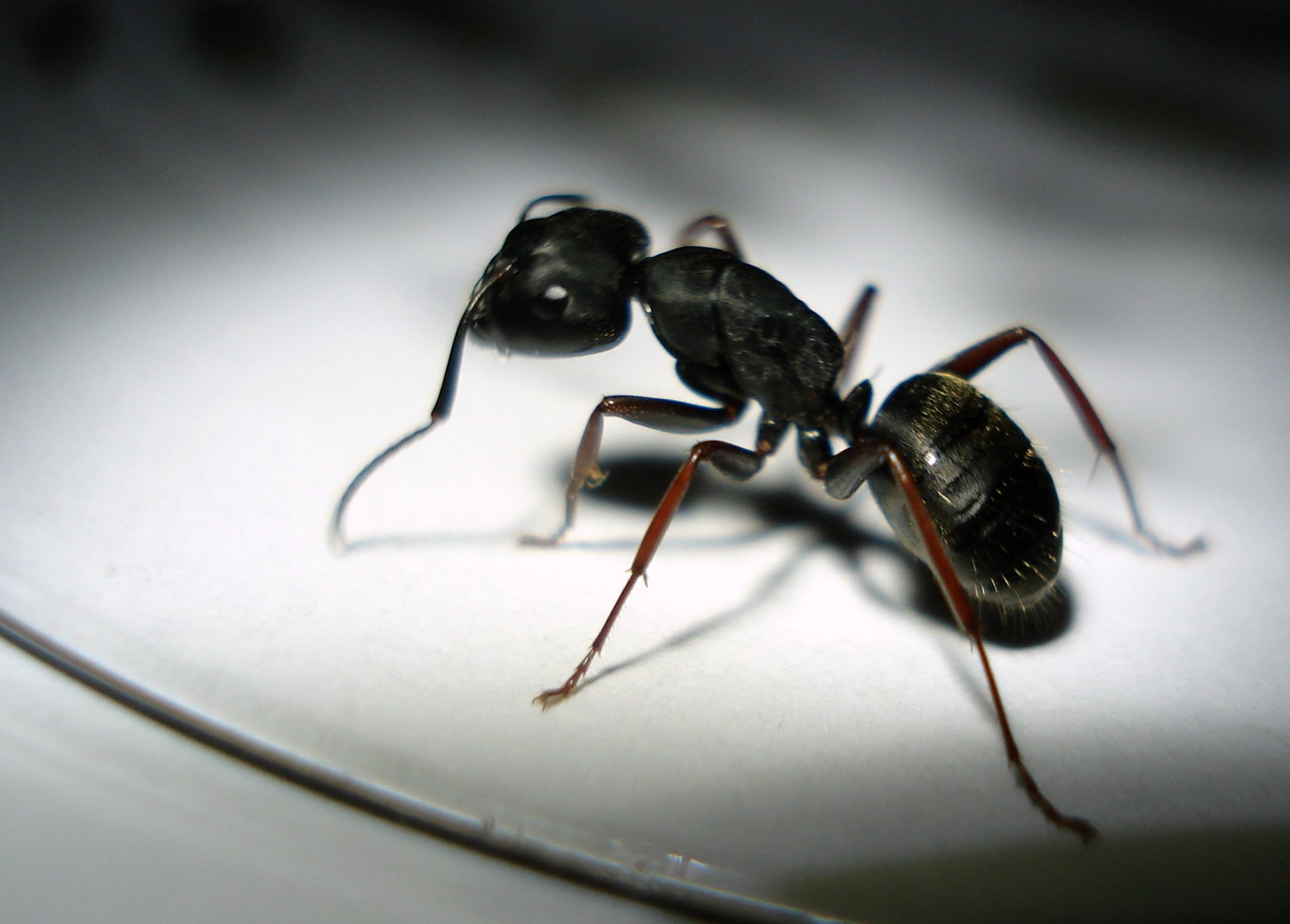 two large black bugs fighting over soing