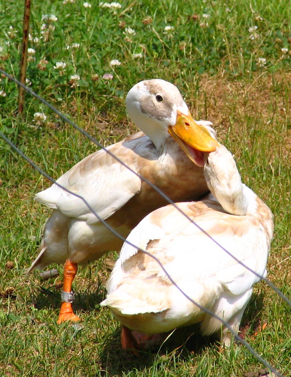 two ducks sitting on the ground behind a fence