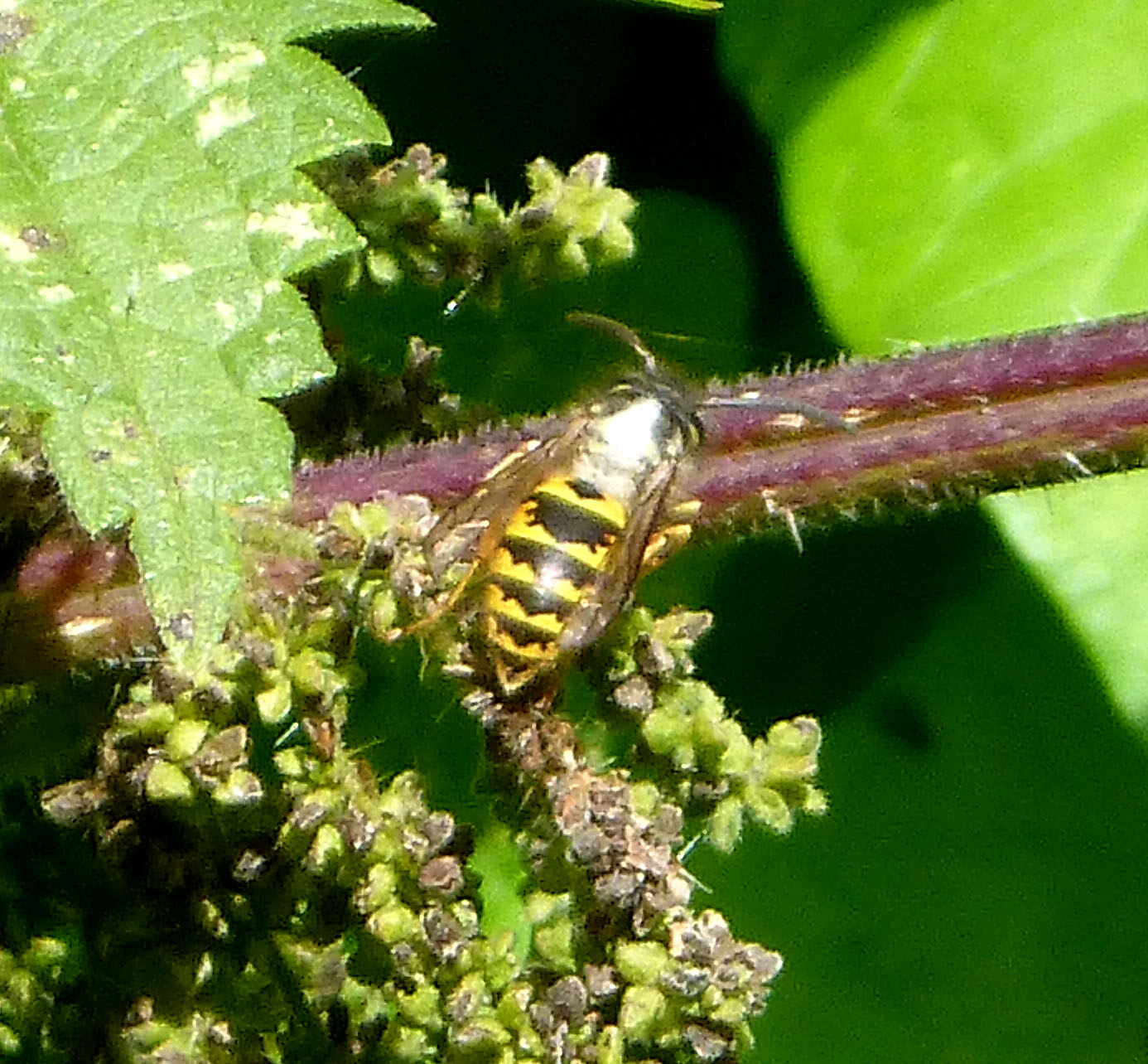 an insect sits on a plant nch in sunlight