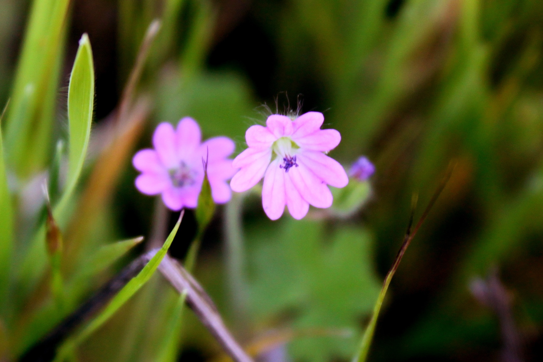 small pink flowers on the grassy field