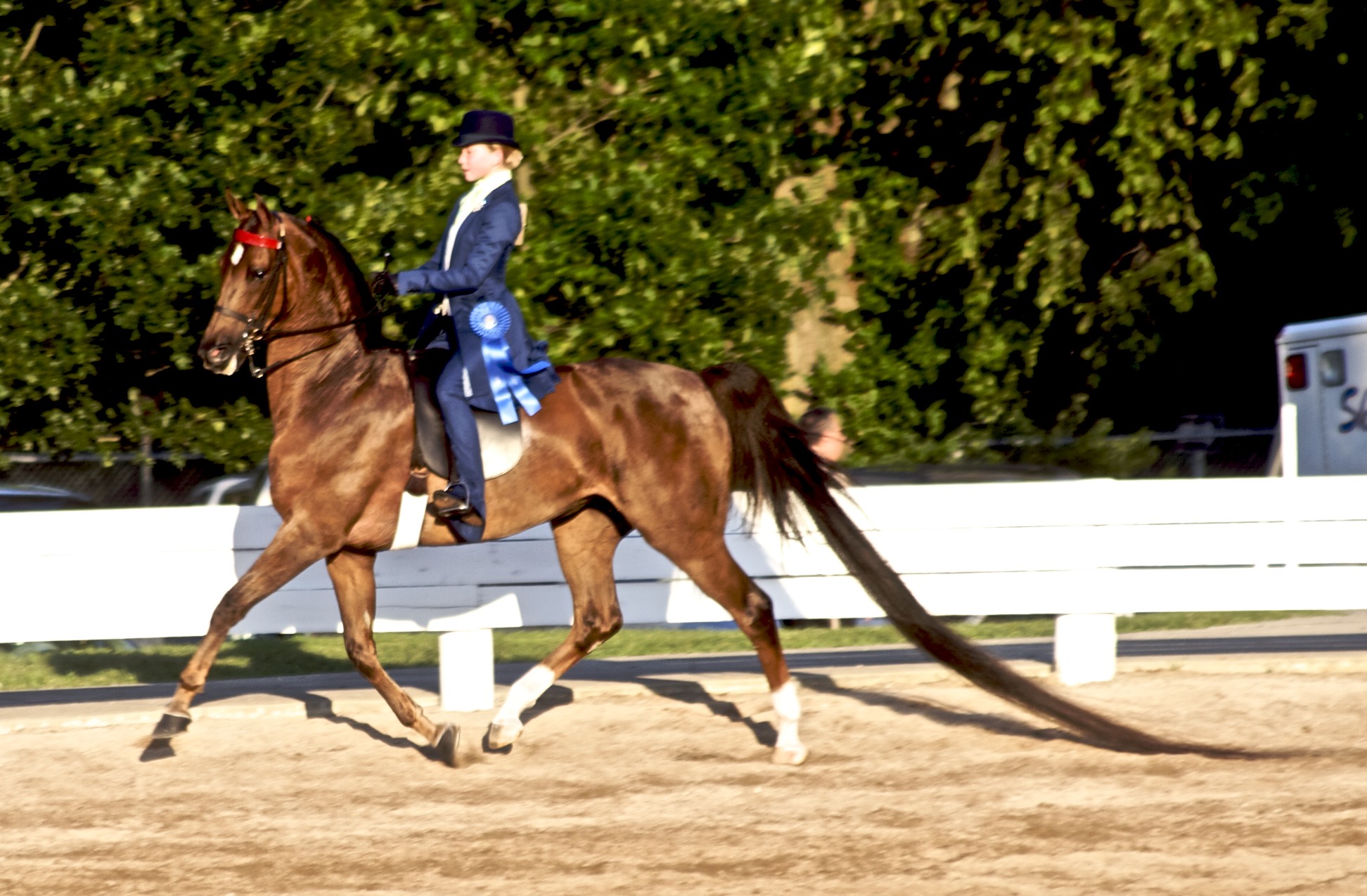 girl in riding gear on top of a brown horse