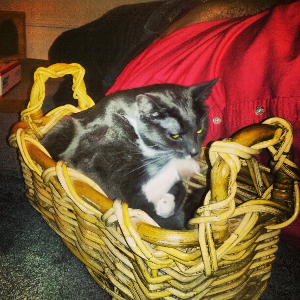 the cat is sitting inside the basket and looking very concerned