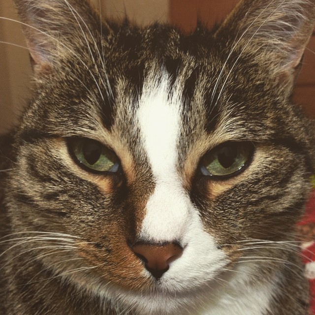 closeup of the face of a tabby cat