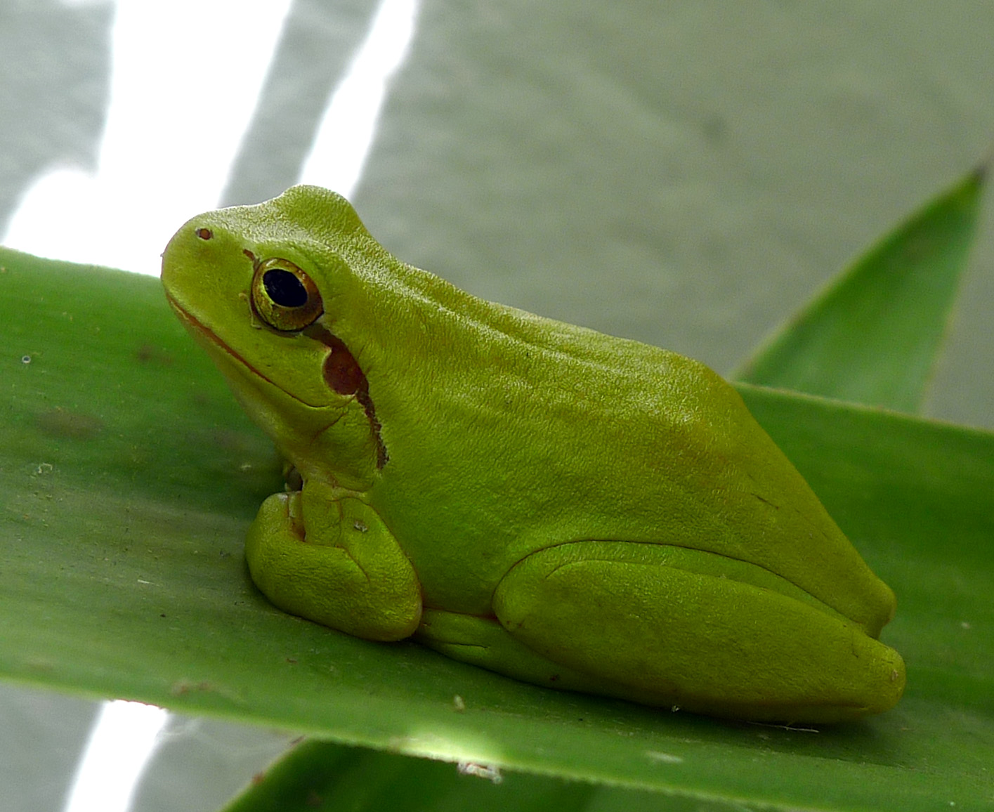 a tree frog perched on top of green leaves