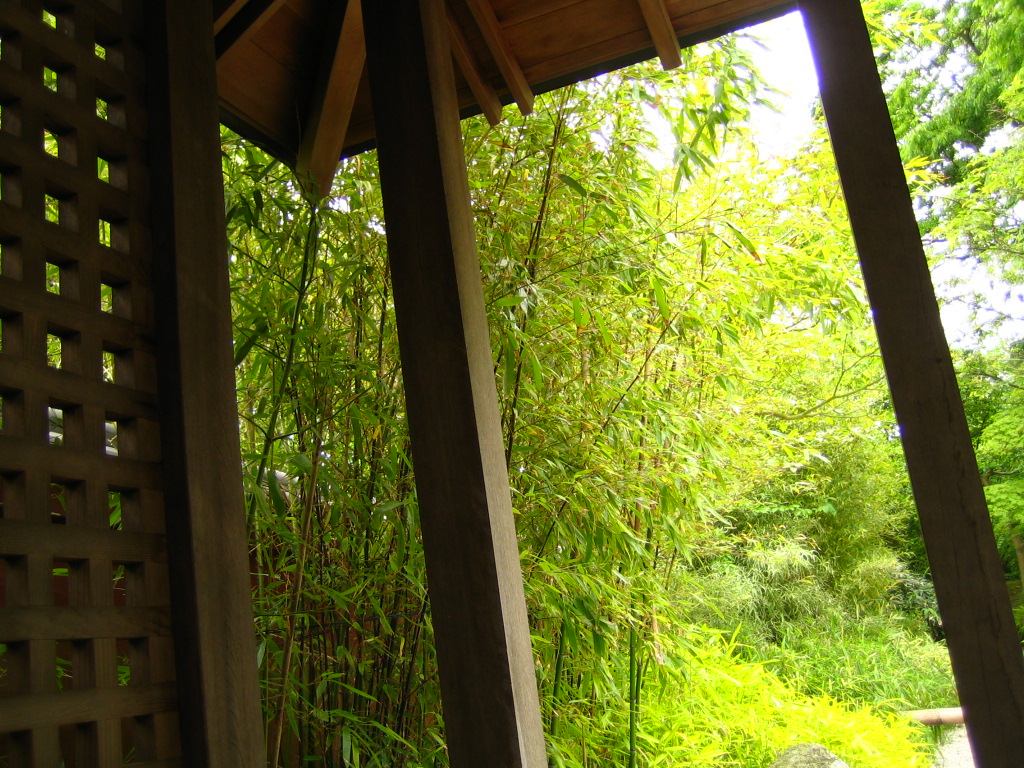 bamboo growing around the building and inside in the daytime