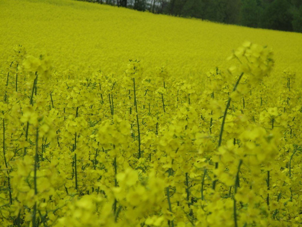 this is an image of yellow flowers in bloom