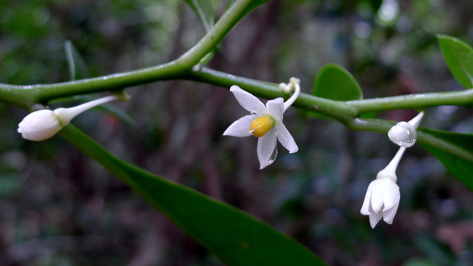 two white flowers hanging off a green plant