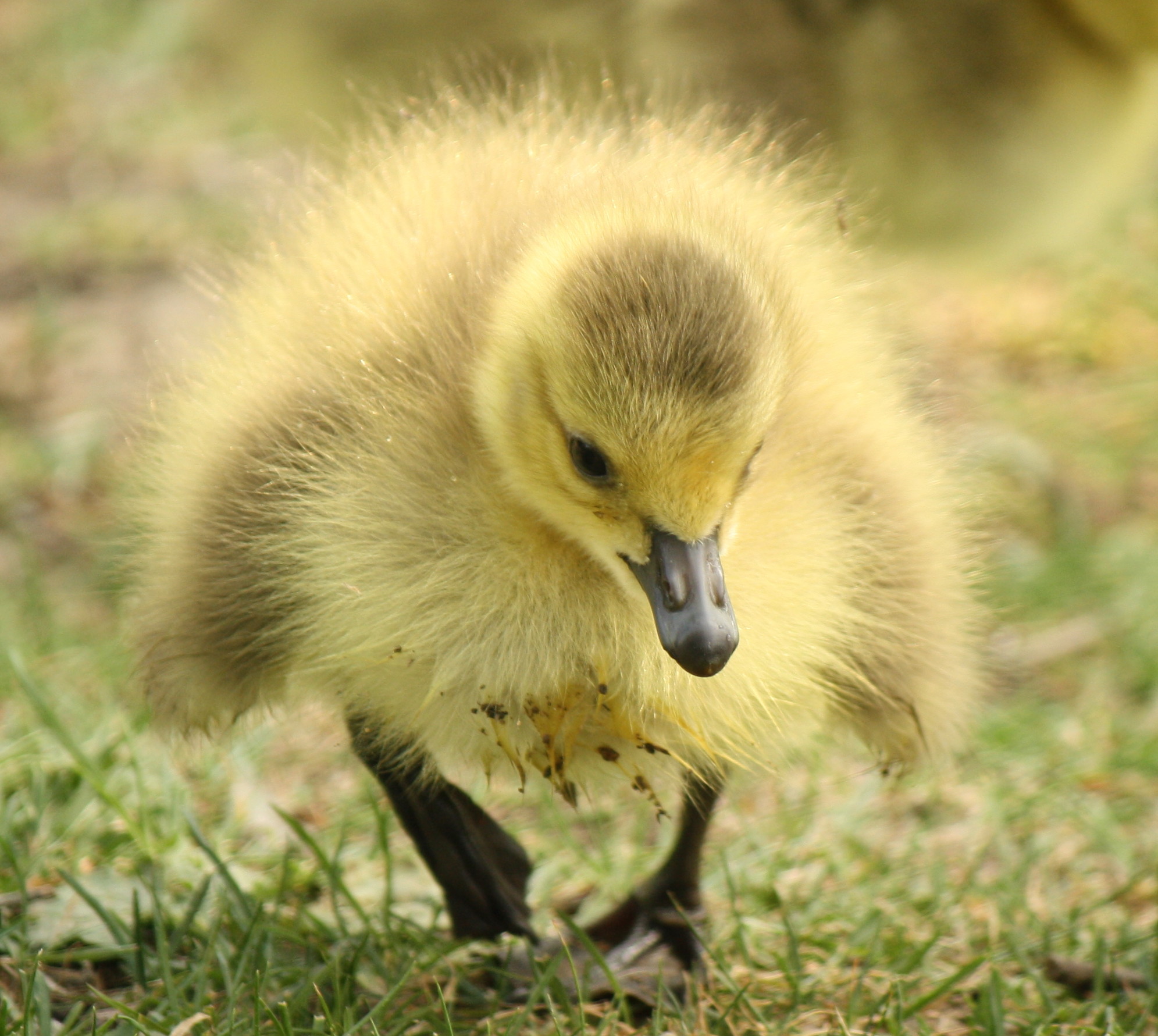 a small duckling walking through a grass covered field