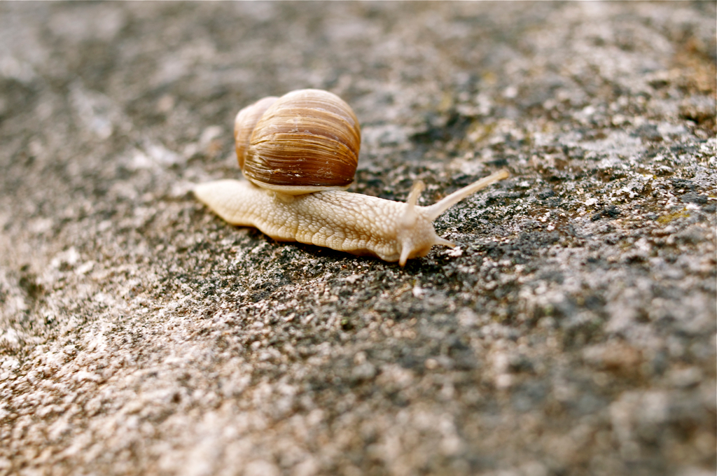a snail is lying on the surface of a rock