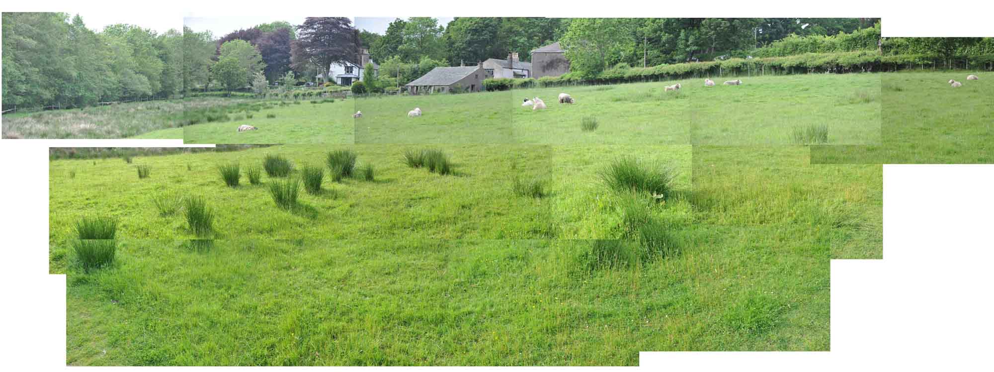 a field full of sheep grazing in front of a building