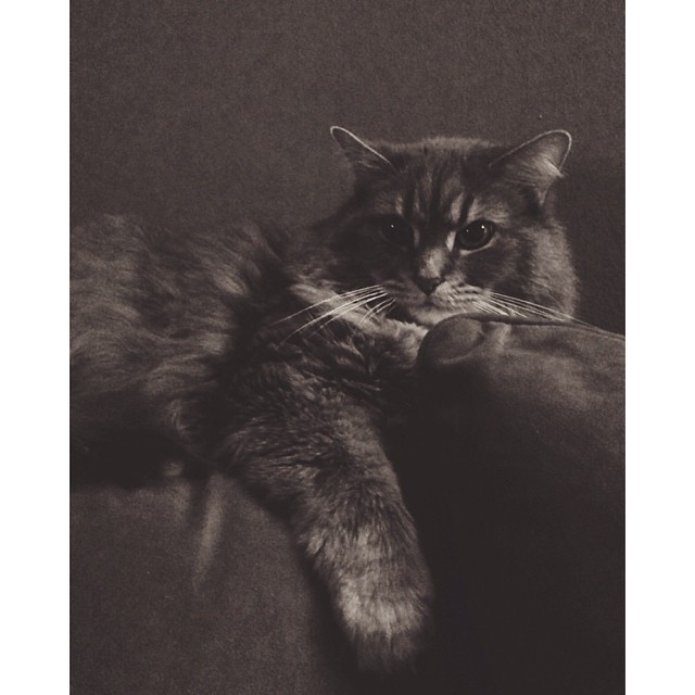 a black and white po of a cat laying on the back of a couch