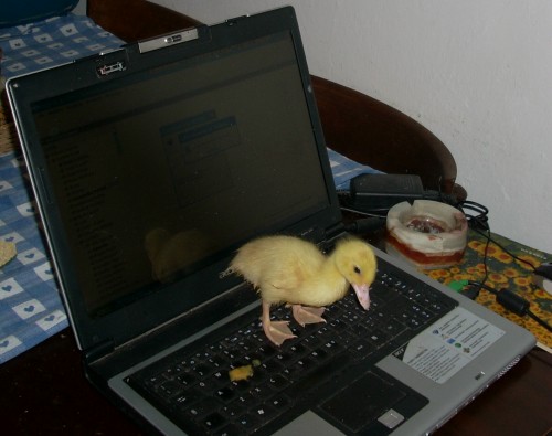 small baby duck on laptop keyboard inside room