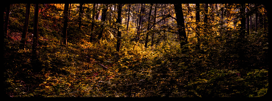 an image of autumn scenery in the woods