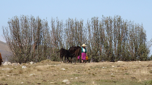 an image of a woman walking with horses