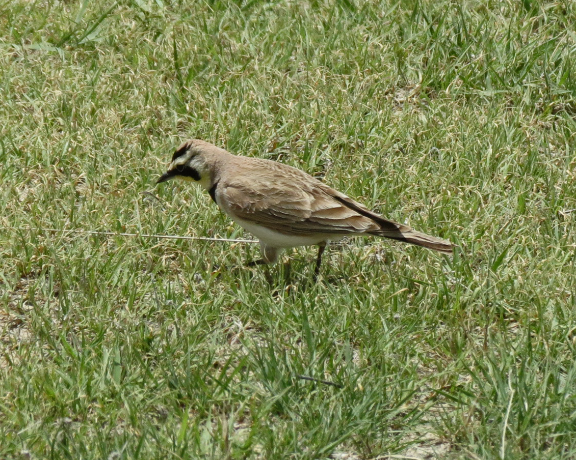 a brown bird standing in the grass eating food