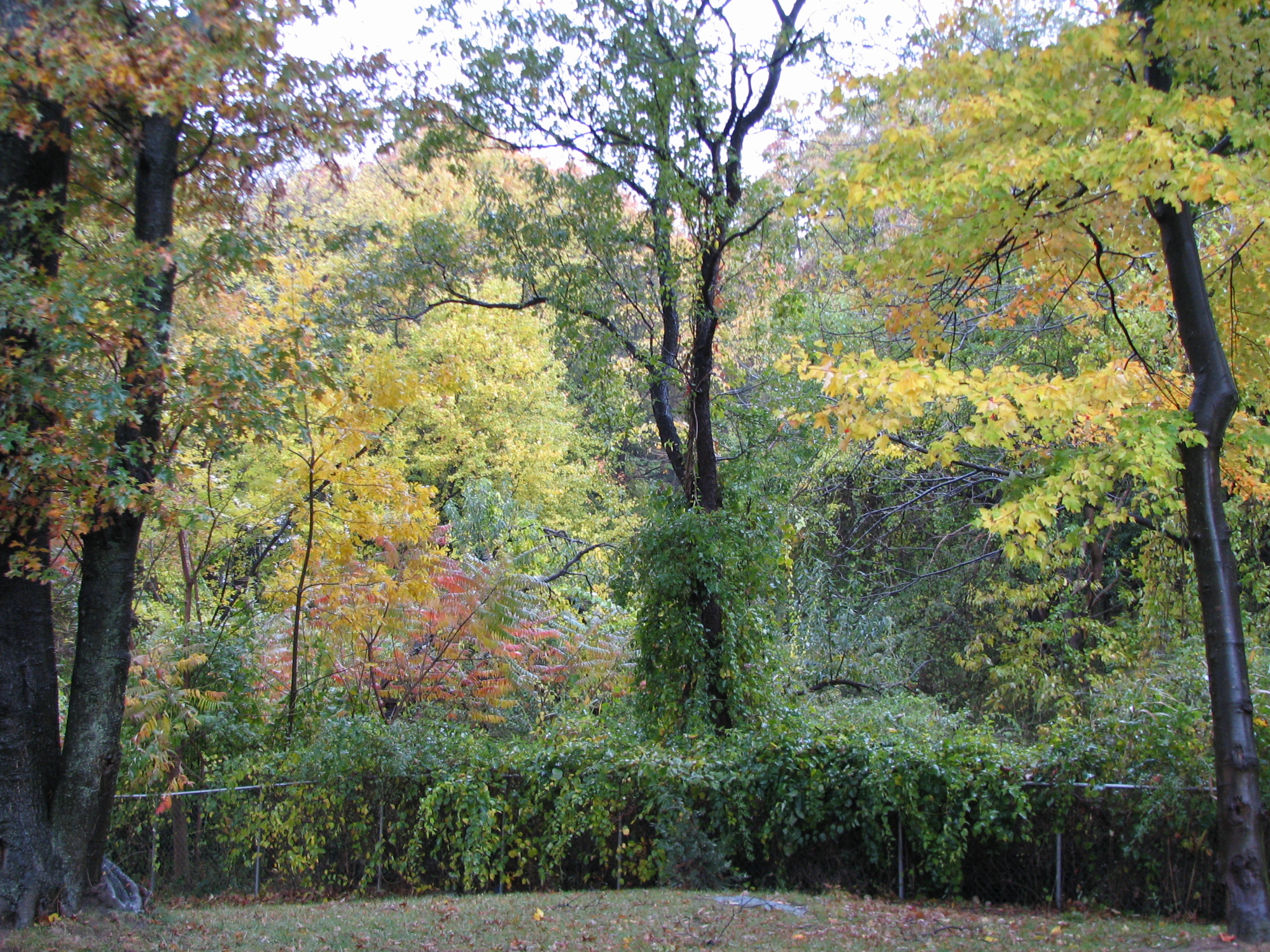 some tall trees with some colorful foliage near them