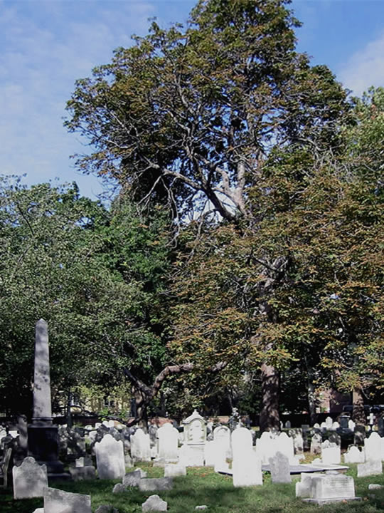 a cemetery filled with headstones and trees