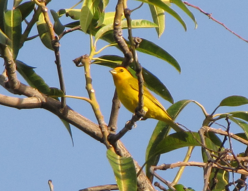 a yellow bird sitting in a tree during the day