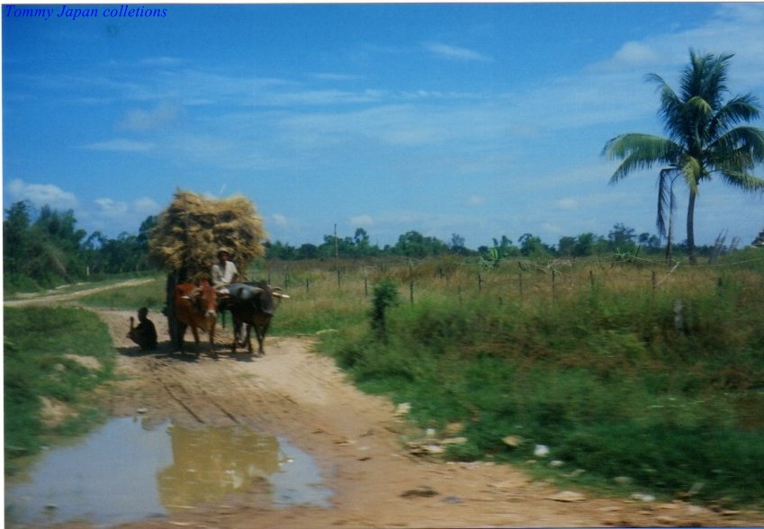 men in a cart are pulled by cattle down a dirt road