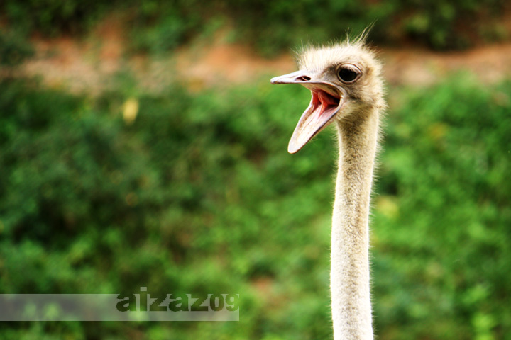 an ostrich's head with its tongue out
