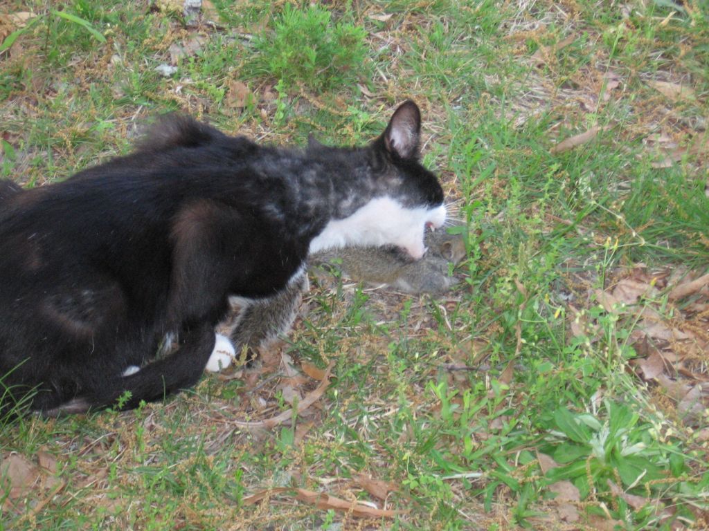 a black and white cat standing in the grass looking at a gray object