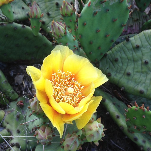 a closeup of the bright yellow flower in the middle of some cactus