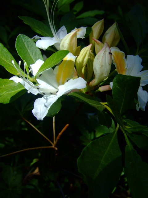 white and yellow flower with green leaves around it