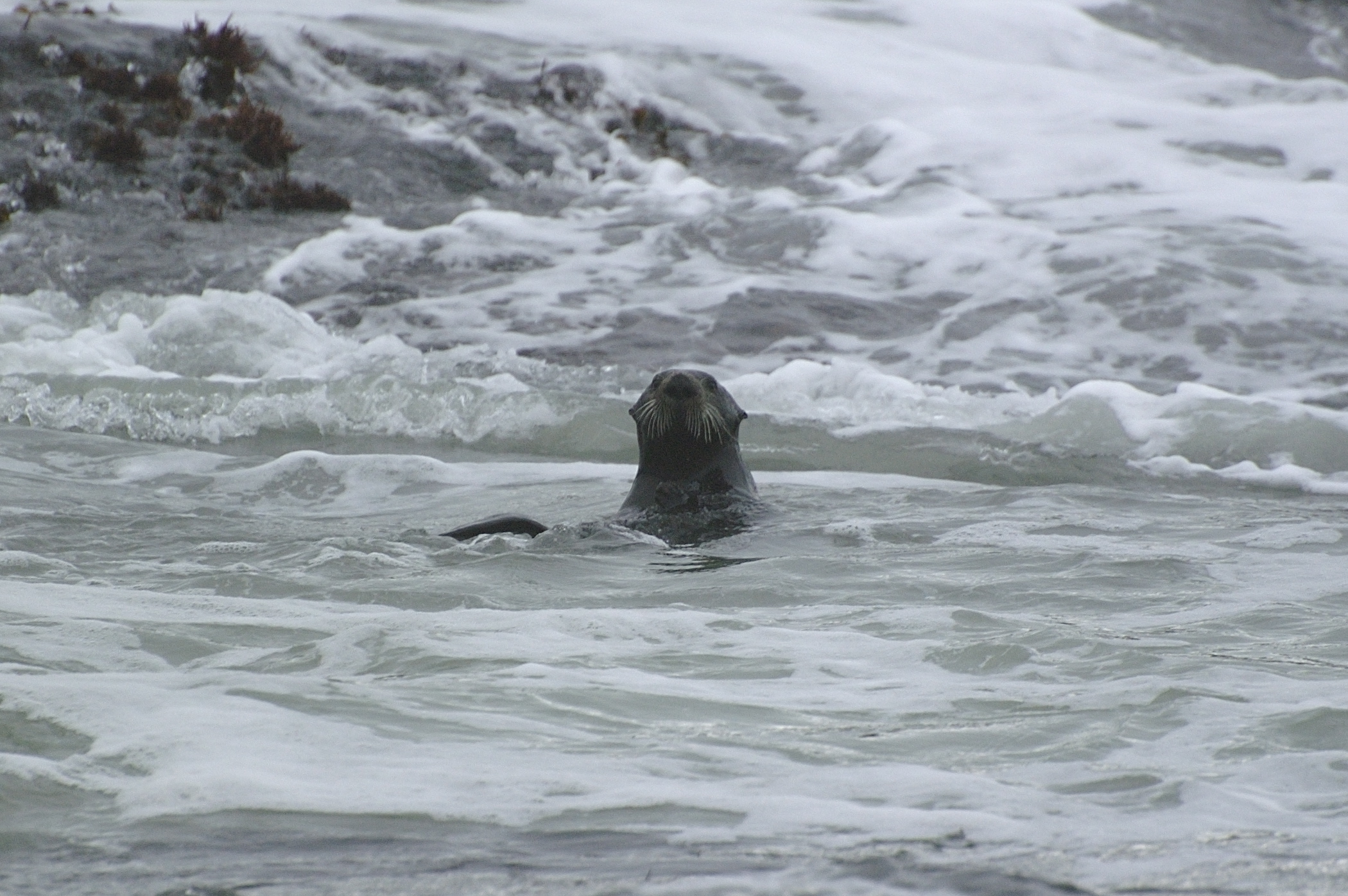 a seal is swimming in the rough ocean water