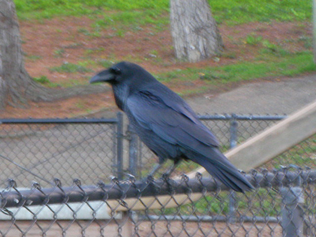 a large black crow perched on the fence