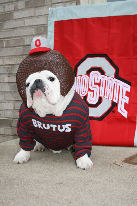 the dog is wearing a shirt that says, ohio