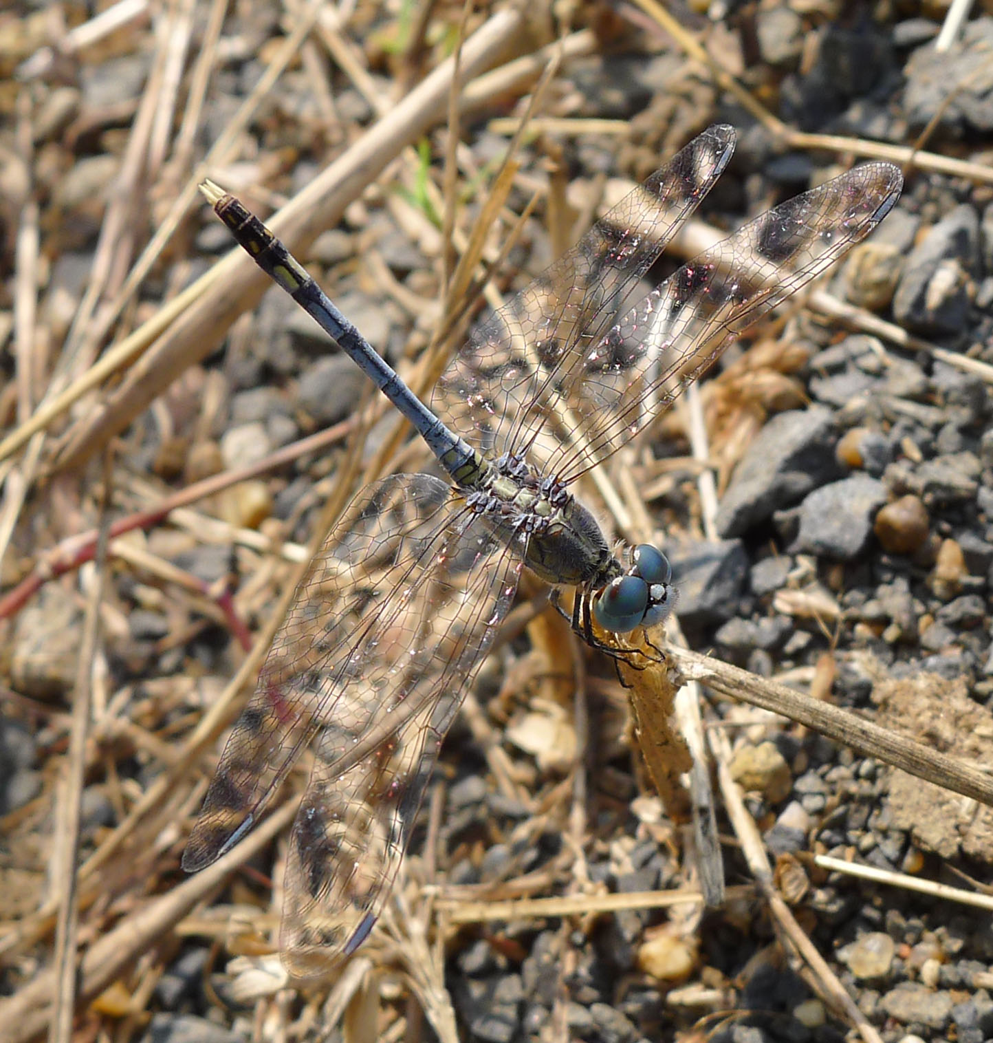 a dragonflies is standing in the grass