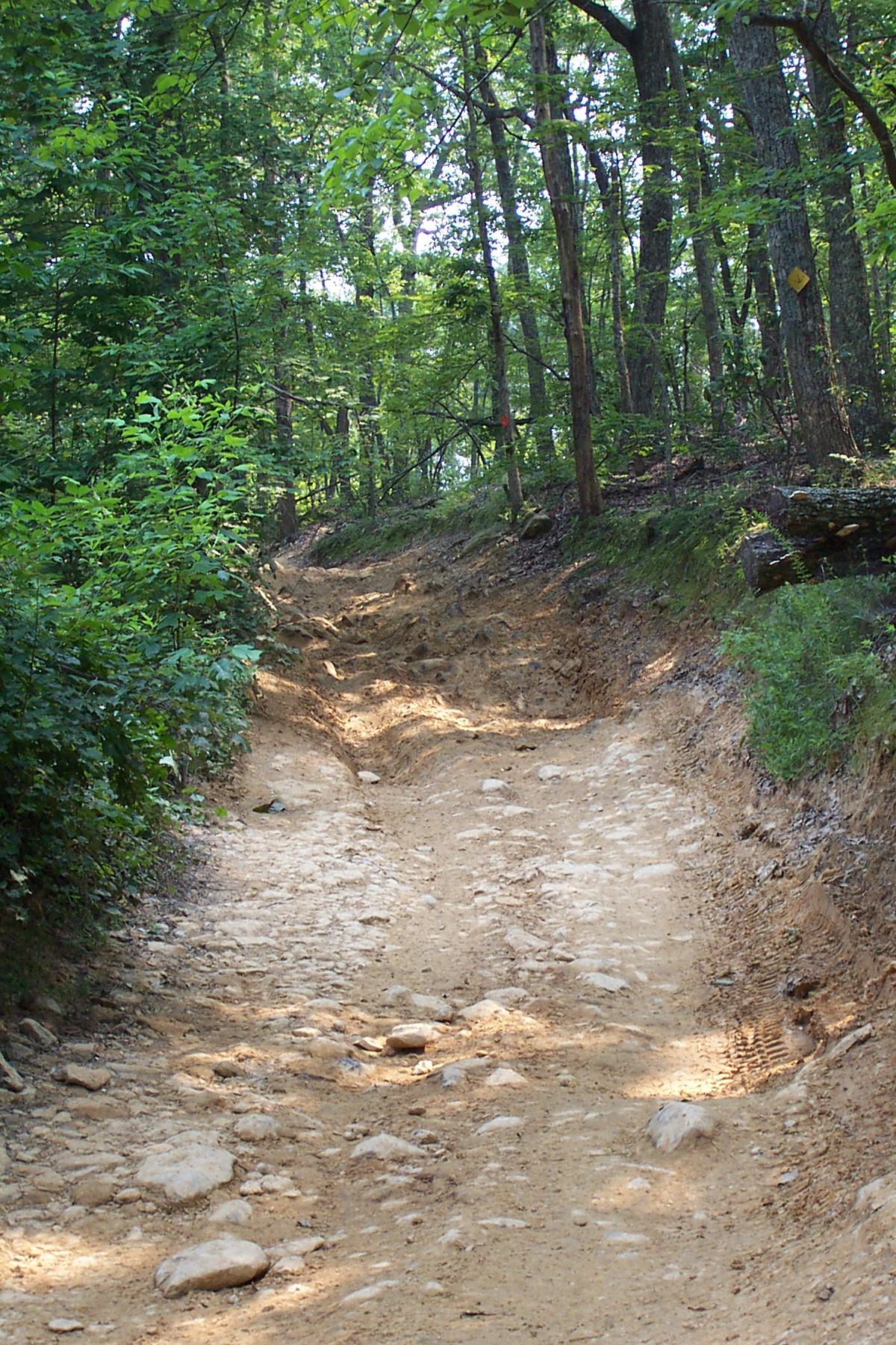 dirt trail with trees and logs on it
